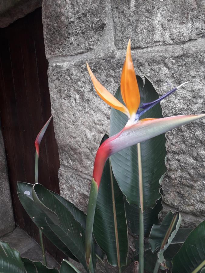 בית הארחה גונדומר 	Casa Estarque מראה חיצוני תמונה